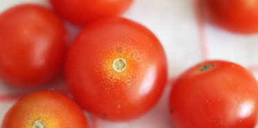 Tomaten liegen auf einem rot gestreiften Geschirrtuch